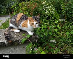 ¿los gatos comen ratones o solo los matan? Gato Hembra O Macho Caza Ratones El Gatos