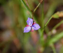 Image result for Murdannia semiteres