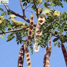 Image result for Albizia lebbeck