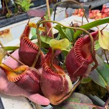 Image result for Geigeria burkei