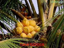 We did not find results for: Indiaplants Com Plant Details