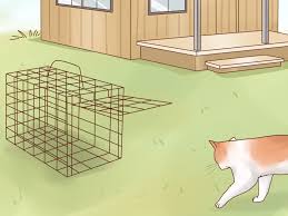 We're selling cute shirts, stickers, and even. How To Tame A Stray Cat With Pictures Wikihow