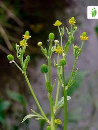 Image result for Ranunculus sceleratus