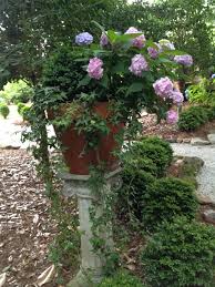 Of all the hydrangea colors, red blossoms are one that gardeners. Growing Hydrangeas In Pots Container Garden Ideas Hgtv
