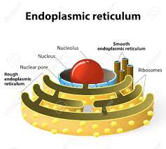 We did not find results for: Endoplasmic Reticulum Is A Continuous Membrane Which Is Present In Both Plant Cells Animal Cells And Absent In Prokaryotic Cells Royalty Free Cliparts Vectors And Stock Illustration Image 41641212