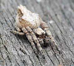 Image result for Scepocarpus