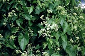 Image result for Mikania