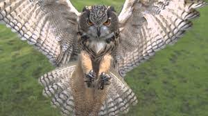 owl landing front view google search owl pictures bird attack owl owl pictures bird attack owl