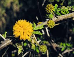 Image result for Embelia nilotica