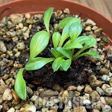 Image result for Aeollanthus