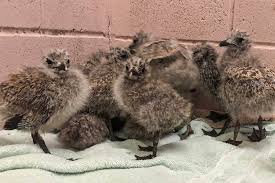 Hundreds Of Baby Seagulls Rescued After Jumping From Hot Roof In Toronto