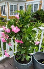 Image result for Mandevilla