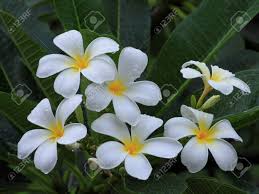 Plumeria Common Name Frangipani Is A Tropical Flowering Plants Stock Photo Picture And Royalty Free Image Image 13877693