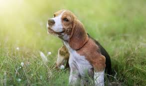 Canine atopic dermatitis really means your dog is reacting to an allergen. Dog Itching And Losing Hair Home Remedies