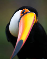 Bird With Big Colorful Beak Nature And Wildlife On Instagram Toco Toucan Close Up Look At That Bright Beak Photo By Octaviocampossal In 2020 Toco Toucan Birds Colorful Birds