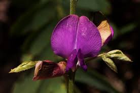 Image result for Dolichos kilimandscharicus