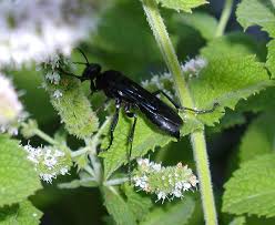Maybe you would like to learn more about one of these? Il Black Wasp Sphex Pensylvanicus Bugguide Net