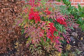 Maybe you would like to learn more about one of these? Nandina Domestica Heavenly Bamboo