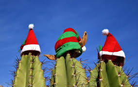 Apply early spring and late fall. 7 Best Fertilizer For Christmas Cactus 2021 Farmtilling