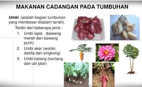 Sebelum membahas lebih jauh, ketahui dulu bagaimana perhitungan kehamilannya. 5 Manfaat Cadangan Makanan Bagi Tumbuhan Terlengkap Penjaskes Co Id