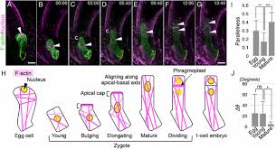We did not find results for: Cytoskeleton Dynamics Control The First Asymmetric Cell Division In Arabidopsis Zygote Pnas