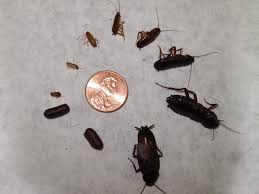 What To Do When You See Baby Roaches Find Out Here Exterminator Prices