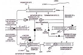Transcription In Prokaryotes And Eukaryotes With Diagram