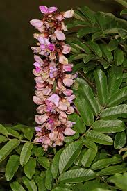 Image result for Millettia lasiantha