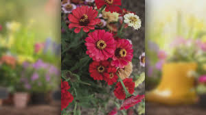 Easy annuals such as sunflowers and zinnias are simple to start from seed, perennials require little care and return year after year, and bulbs are practically foolproof when planted properly. Spring Gardening What To Plant Now For Gorgeous Cut Flowers Later Wzzm13 Com