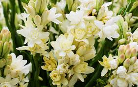 Esta planta liliácea recibe el nombre científico de tricyrtis hirta, es originaria de japón que crece cerca de las orillas de ríos y mares. Planta Liliacea De Jardin De Flores Blancas Y Hermosas