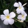 In india, these trees are mainly found in thattekkad wildlife. 1
