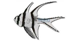 The agency manages 42 state parks, all of colorado's wildlife, more than 300 state wildlife areas and a host of recreational programs. Fish Identification Species Id Australia Get Fishing