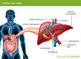 Was ist die leber und wo liegt sie? Leber Aufgaben Erkrankungen Entgiftung Vorbeugung