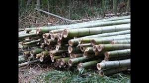 People make so many mistakes when trying to kill bamboo. How To Get Rid Of And Kill Bamboo Roots Easily And Permanently Youtube