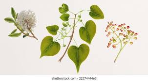Image result for Tinospora orophila