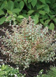 Ruby anniversary® abelia is an unusually hardy abelia, thriving even in zone 5. Pin On Mk
