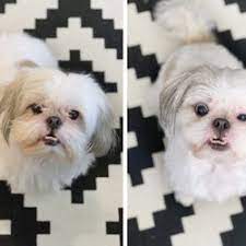 Groomit simplifies cat and dog grooming pricing. Maltese Groomers Near Me Pasteurinstituteindia Com