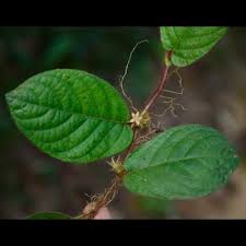 Image result for Sabicea