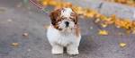 Shih Tzu Puppies for Sale - Adoptapet