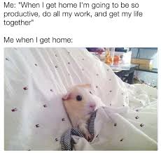 Lucky for us, they've got a wild sense of humor. 100 Pet Memes That Will Make You Lol Over And Over Again