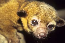 Definiciones de cusumbo por país Galeria Bioweb Ecuador