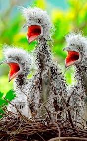 Baby Birds Funny Bird Pictures Pretty Birds Funny Birds