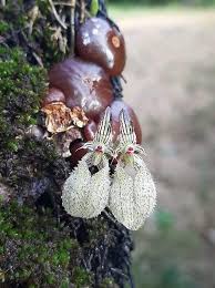 Image result for Rhipidoglossum ovale