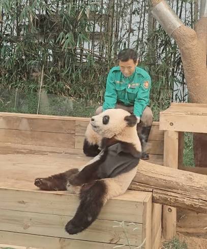 이슈/유머 - 바오가의 기적 롱다리 루이바오 🐼