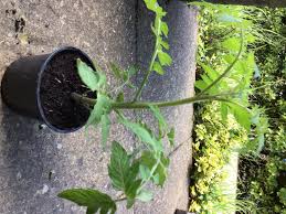 We reveal where the moneymaker tomato comes from and how to grow and properly care for it in the garden. Tomato Moneymaker Bbc Gardeners World Magazine