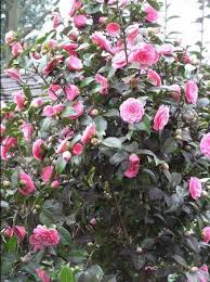 Camellia Japonica Doctor Tinsley Plants East Facing Garden Pink Garden