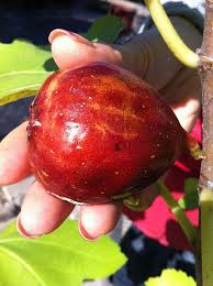 1 batang cutting 1 label tag tanaman 1 polybag 15x20cm. Forum Growing Figs In Pots