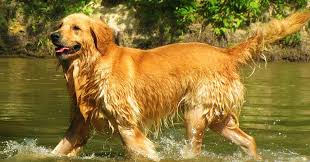 Tennessee valley golden retriever rescue (tvgrr) group was formed in july 1997: Golden Retriever Rescues In Tennessee Adopt A Golden Near You Golden Hearts