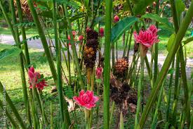 Image result for Etlingera elatior