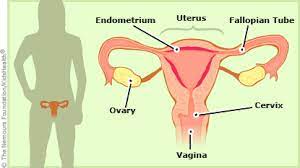 Truly and completely the most private part of her, and likely to remain unseen by any outside eyes her entire life. Female Reproductive System Reproductive System Private Parts Female Reproductive System